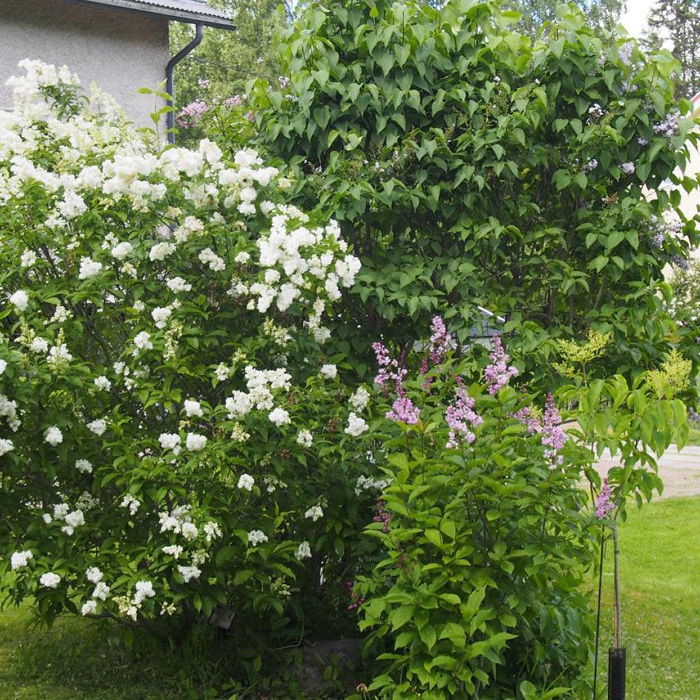 Liliac (Syringa) Holger, cu flori albe