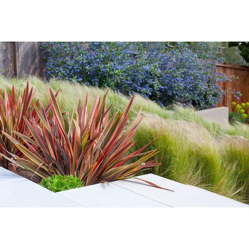 Liliac albastru californian vesnic verde Santa Barbara Victoria (Ceanothus Impressus)