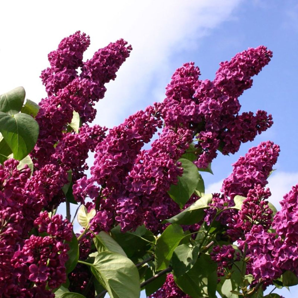 Liliac Andenken An Ludwig Spaeth (Syringa), cu flori purpurii-inchis si parfum seducator