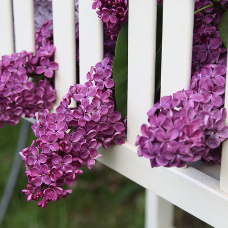 Liliac Andenken An Ludwig Spaeth (Syringa), cu flori purpurii-inchis si parfum seducator