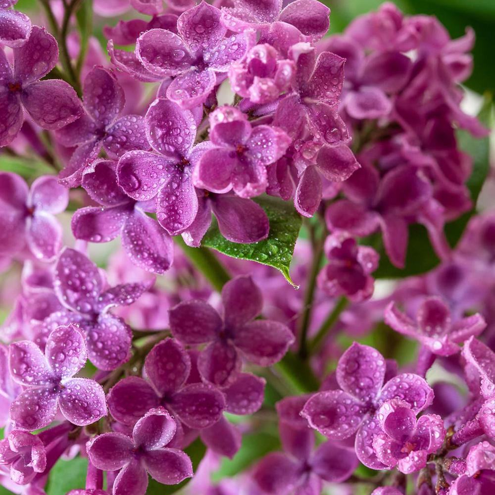 Liliac Andenken An Ludwig Spaeth (Syringa), cu flori purpurii-inchis si parfum seducator