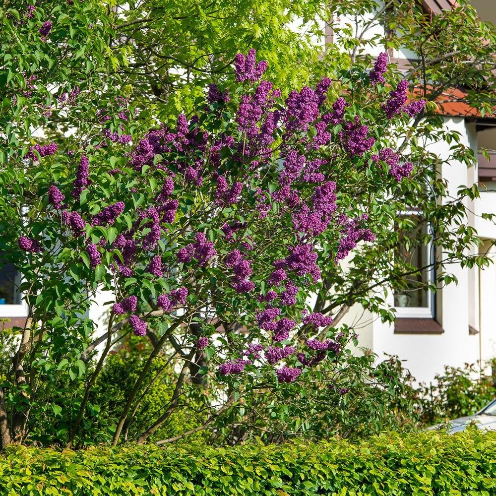 Liliac Andenken An Ludwig Spaeth (Syringa), cu flori purpurii-inchis si parfum seducator