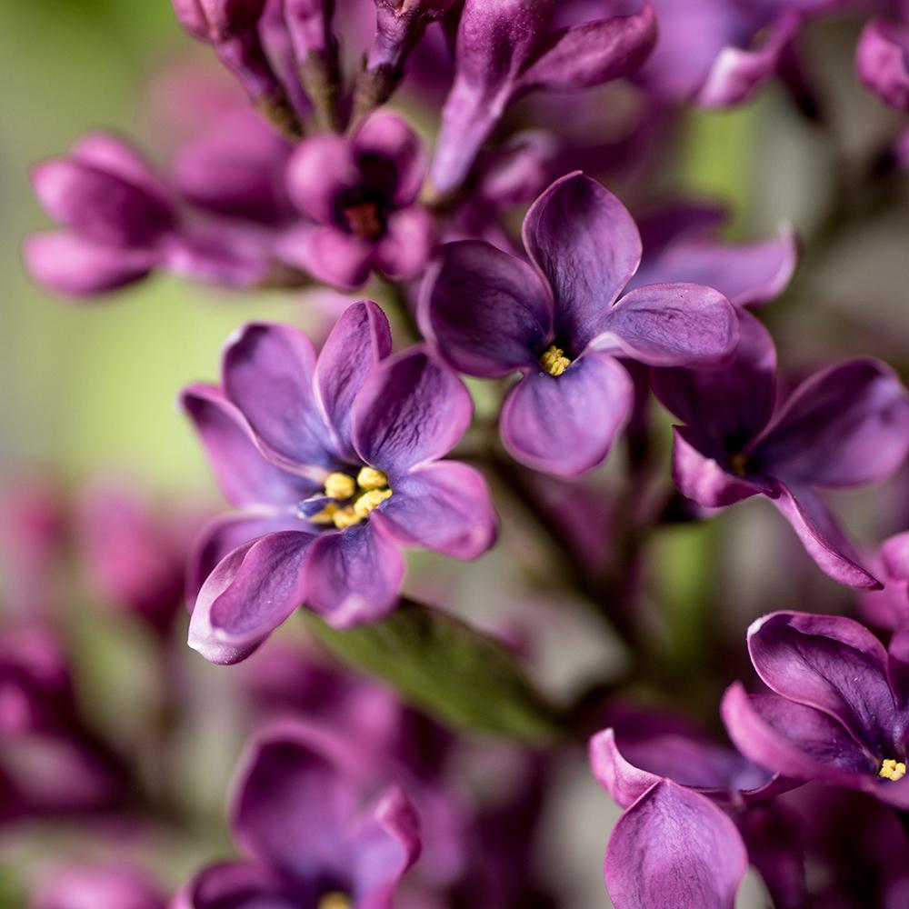 Liliac Andenken An Ludwig Spaeth (Syringa), cu flori purpurii-inchis si parfum seducator