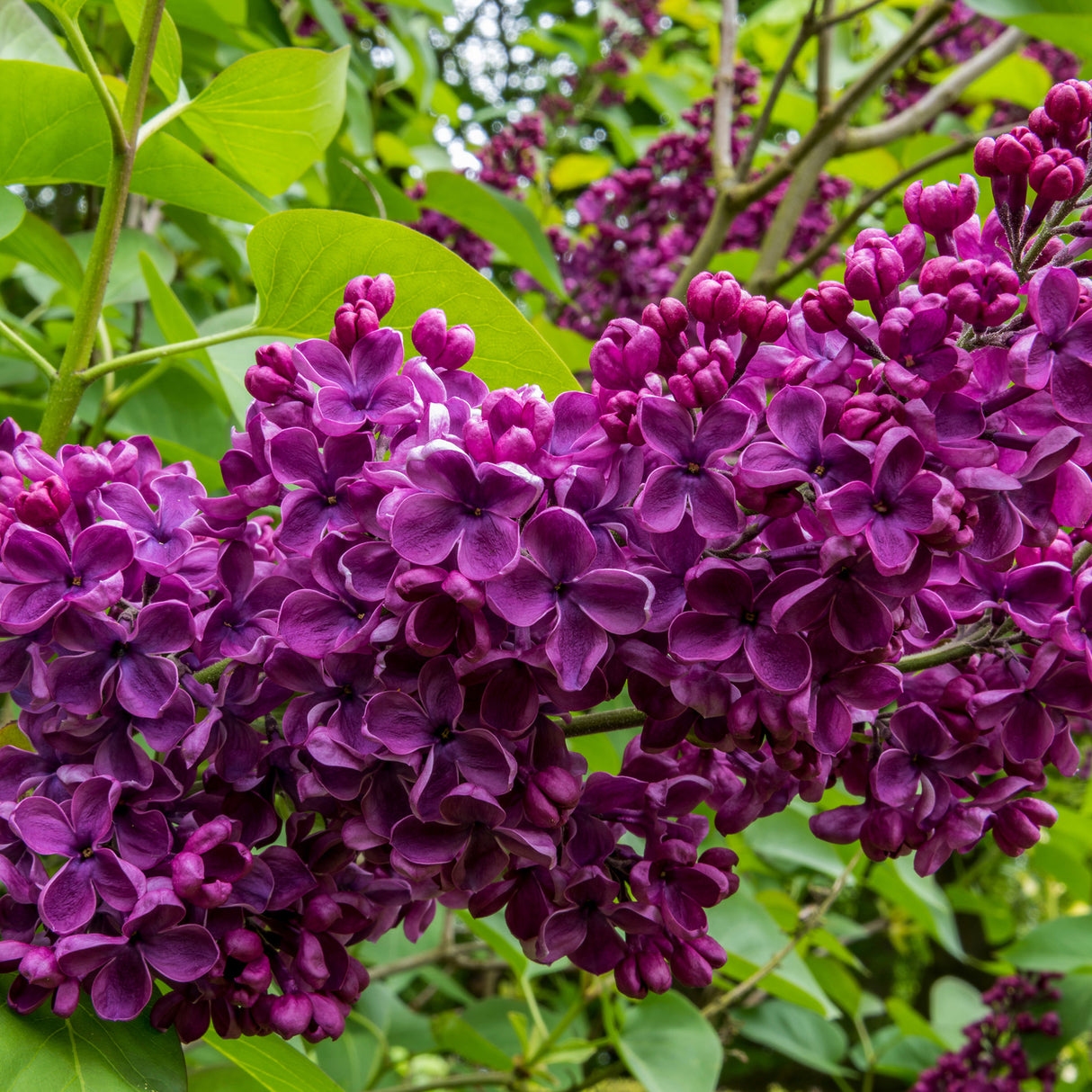 Liliac Andenken An Ludwig Spaeth (Syringa), cu flori purpurii-inchis si parfum seducator