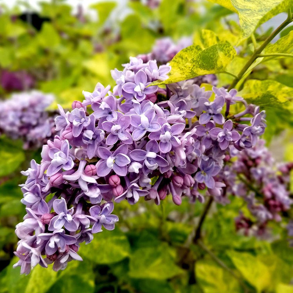 Liliac violet-inchis Aucubaefolia (Syringa)