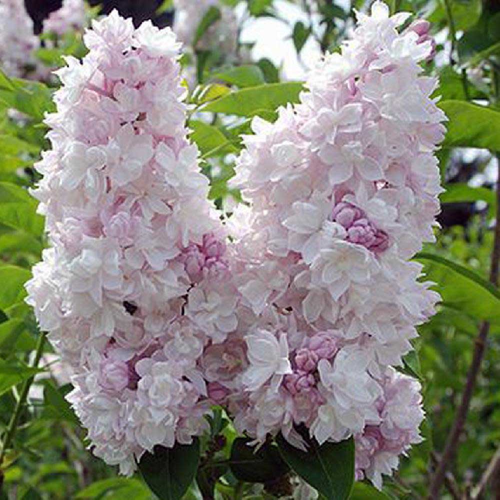 Liliac Beauty Of Moscow (Syringa), cu flori roz-pal