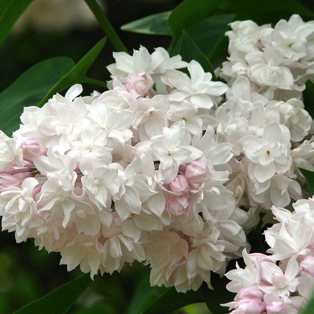 Liliac Beauty Of Moscow (Syringa), cu flori roz-pal