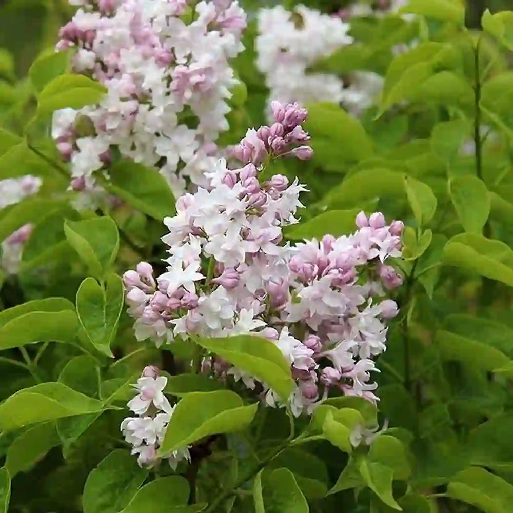 Liliac Beauty Of Moscow (Syringa), cu flori roz-pal