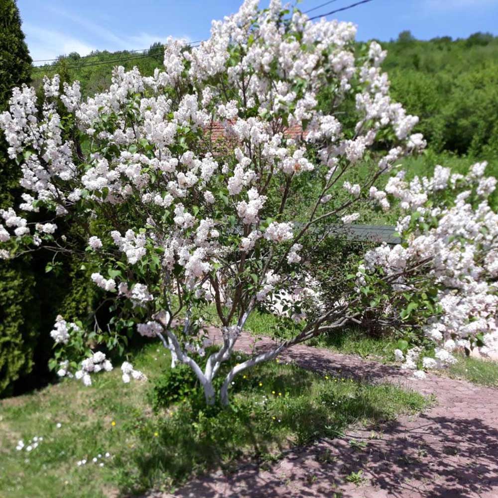 Liliac Beauty Of Moscow (Syringa), cu flori roz-pal