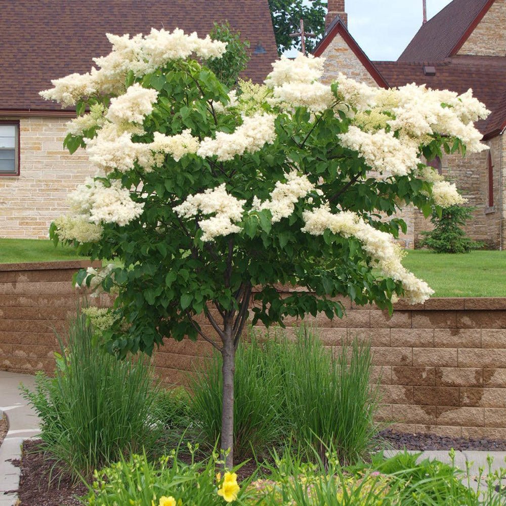 Liliac (Syringa) Copac Beauty of Moscow, cu Flori albe