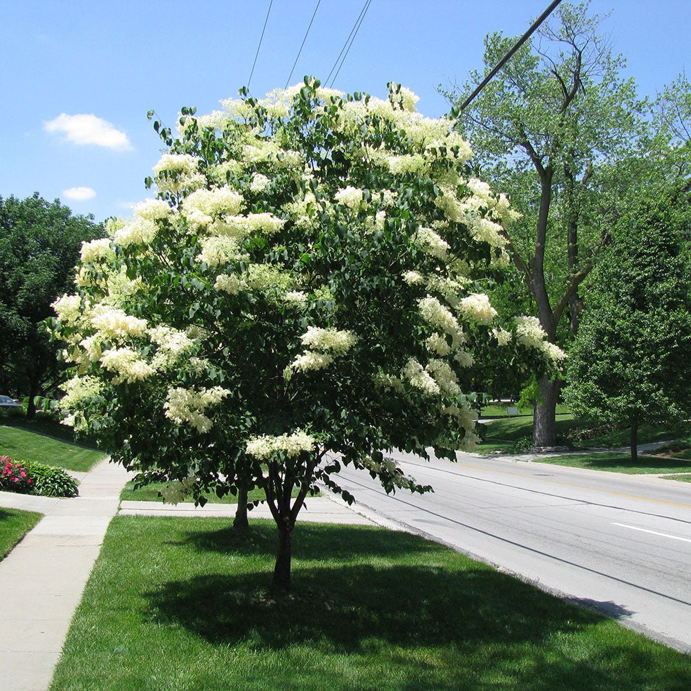 Liliac (Syringa) Copac Beauty of Moscow, cu Flori albe