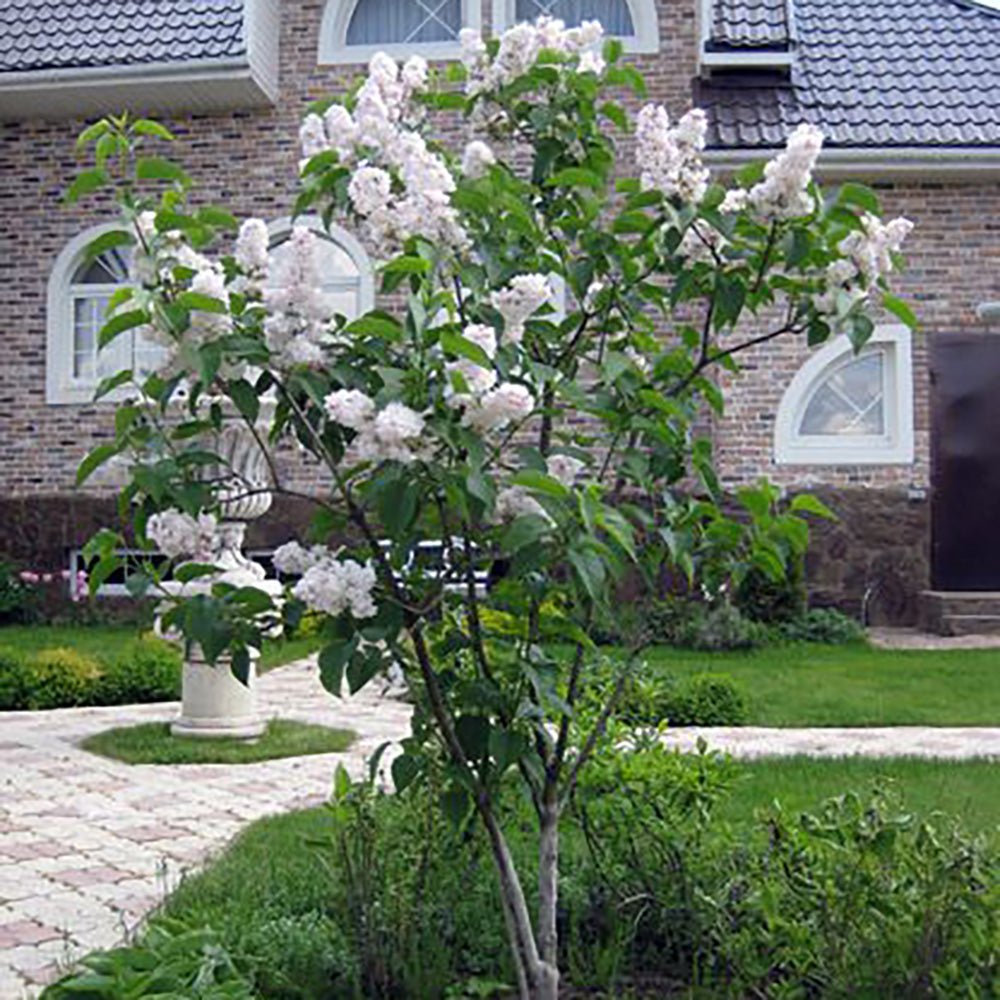 Liliac (Syringa) Copac Beauty of Moscow, cu Flori albe