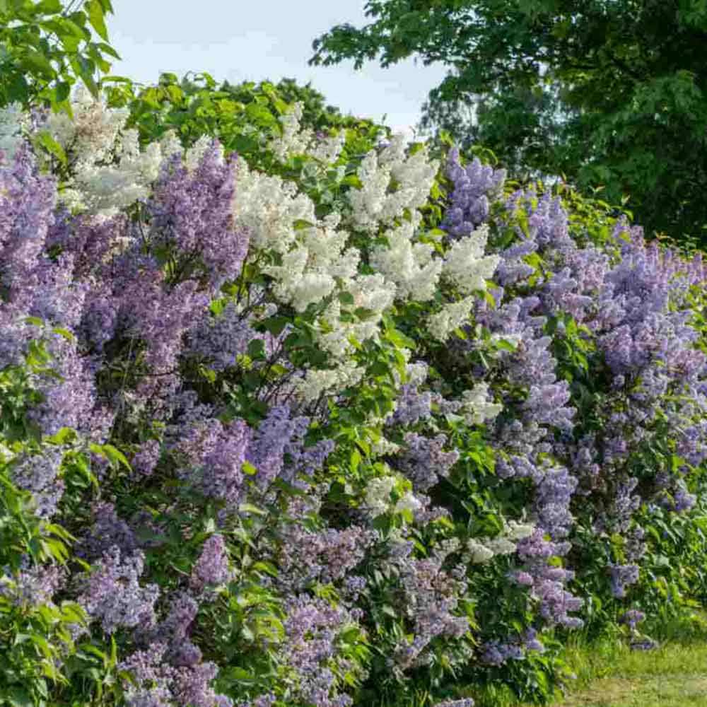 Liliac Beauty Of Moscow (Syringa), cu flori roz-pal