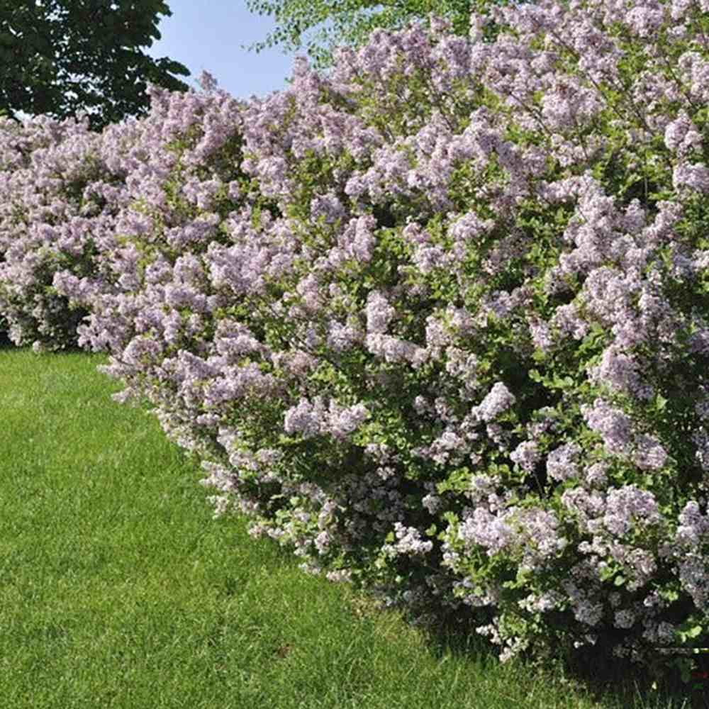 Liliac Beauty Of Moscow (Syringa), cu flori roz-pal