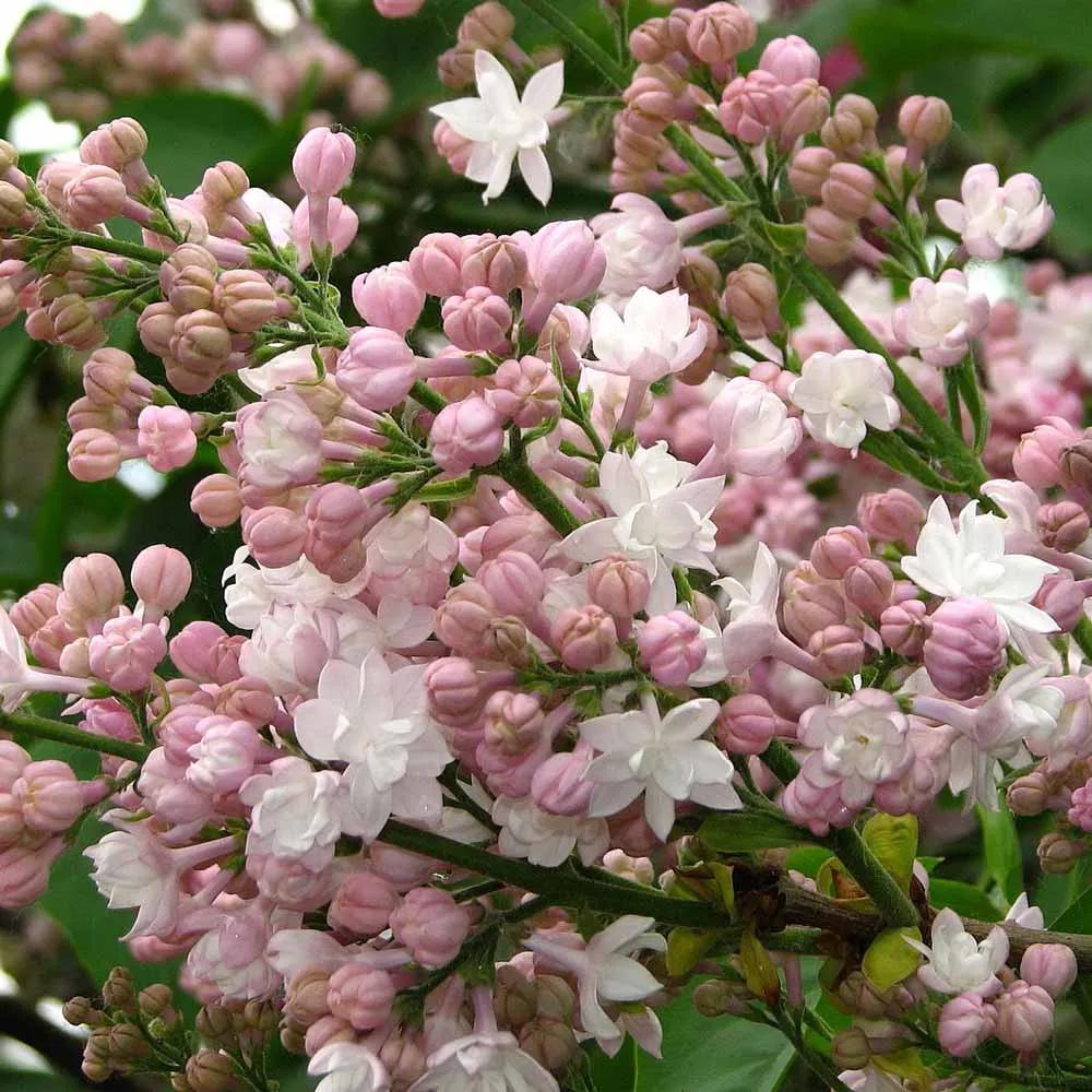 Liliac Beauty Of Moscow (Syringa), cu flori roz-pal