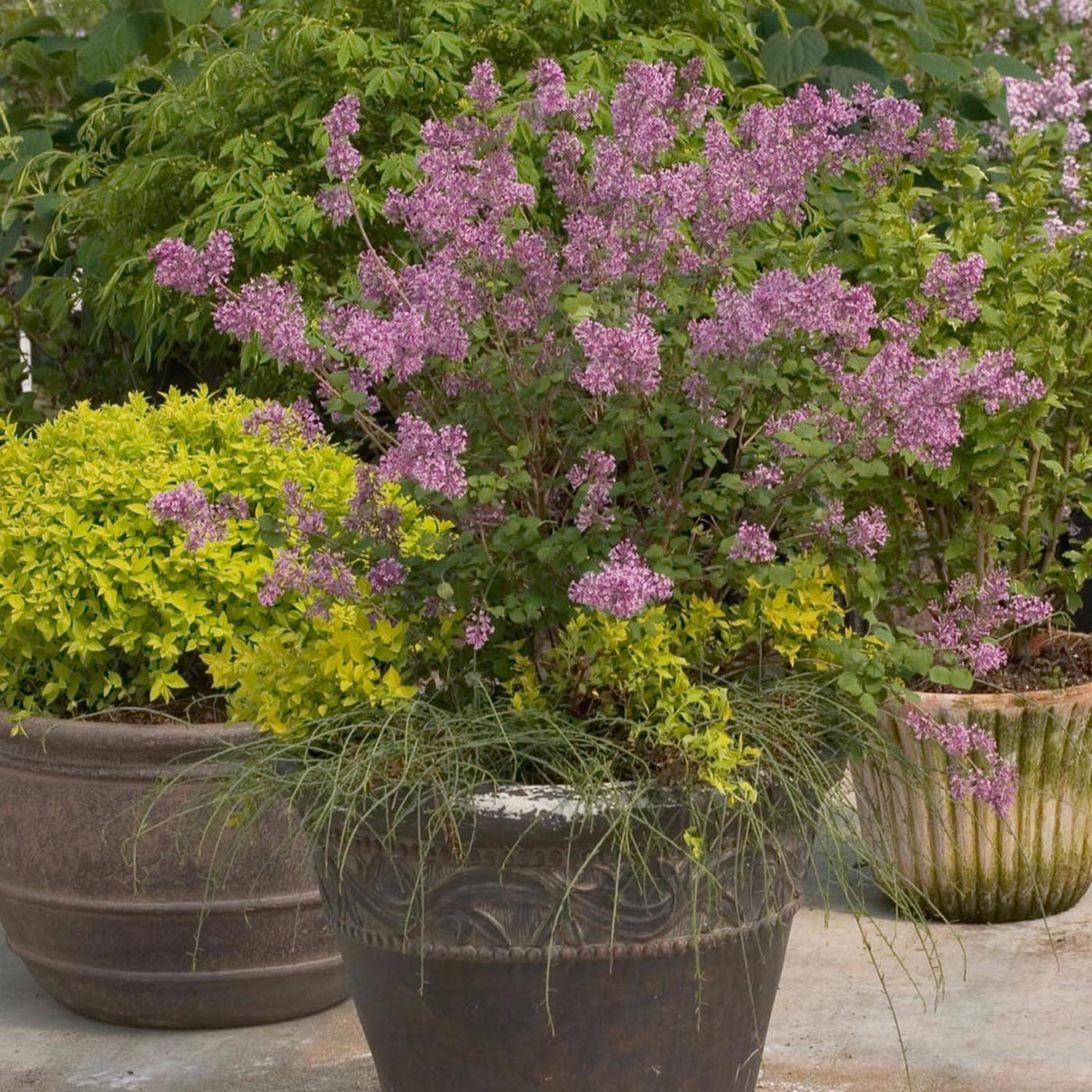 Liliac mov-inchis Bloomerang Dark Purple, cu inflorire repetata (Syringa)