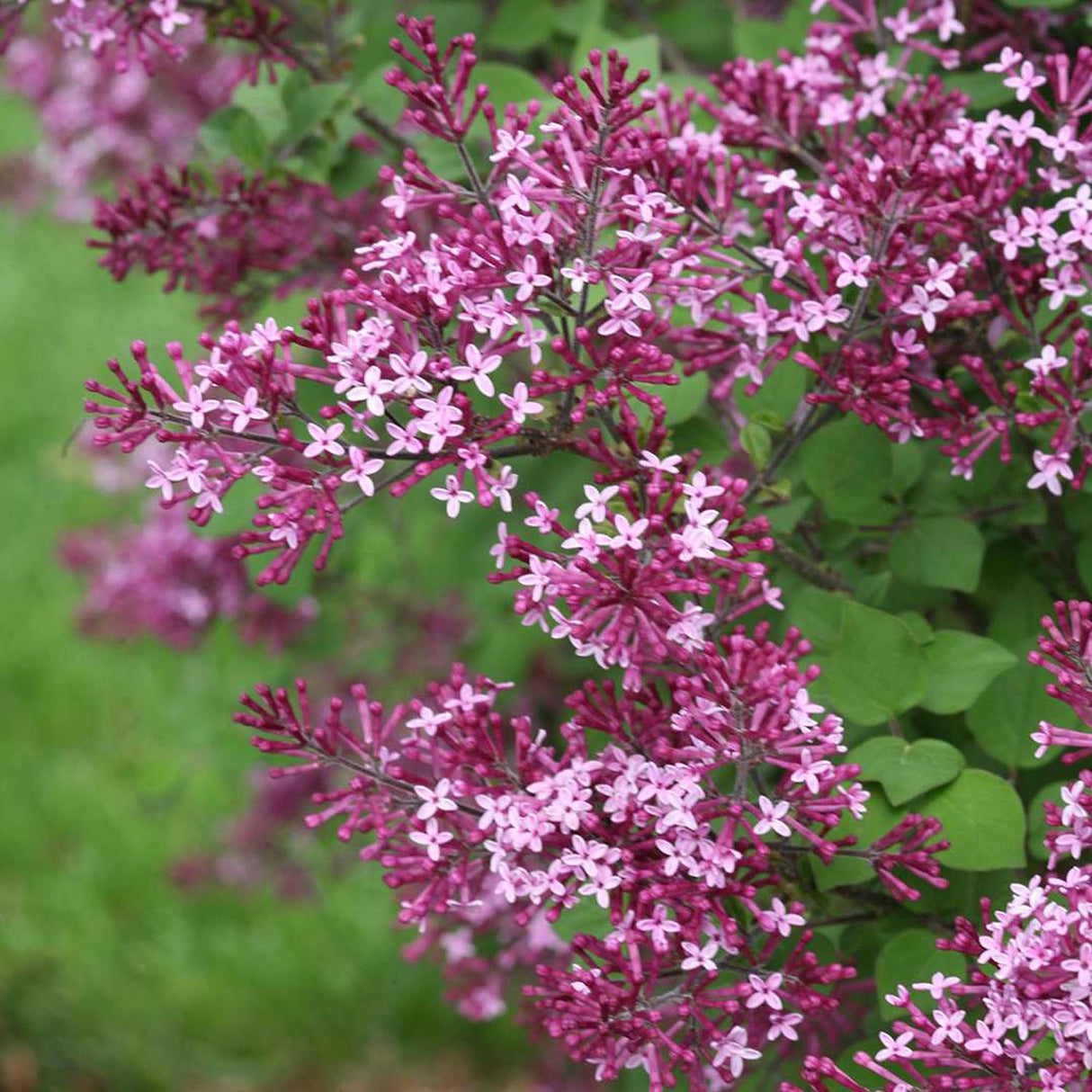 Liliac mov-inchis Bloomerang Dark Purple, cu inflorire repetata (Syringa)