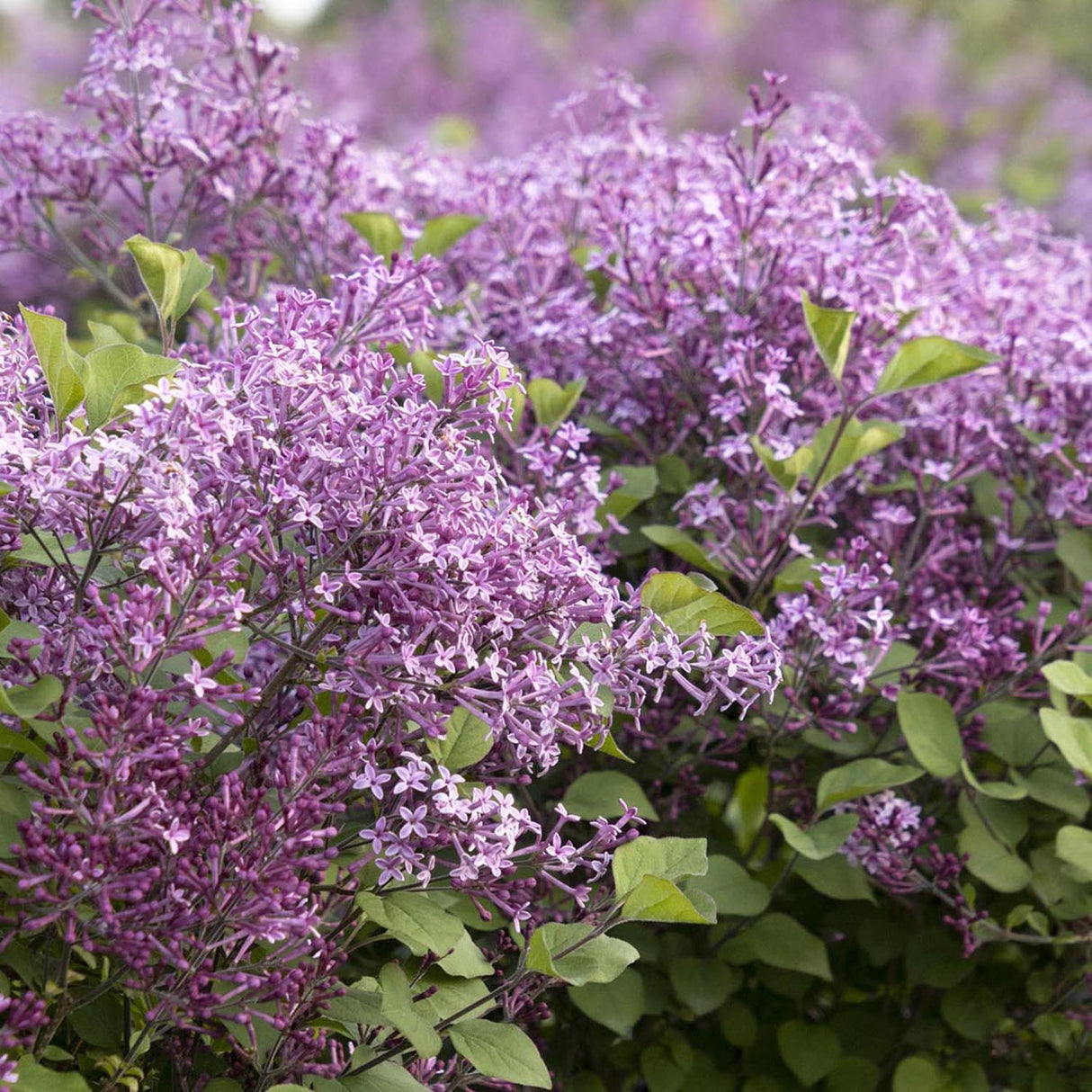 Liliac mov-inchis Bloomerang Dark Purple, cu inflorire repetata (Syringa)