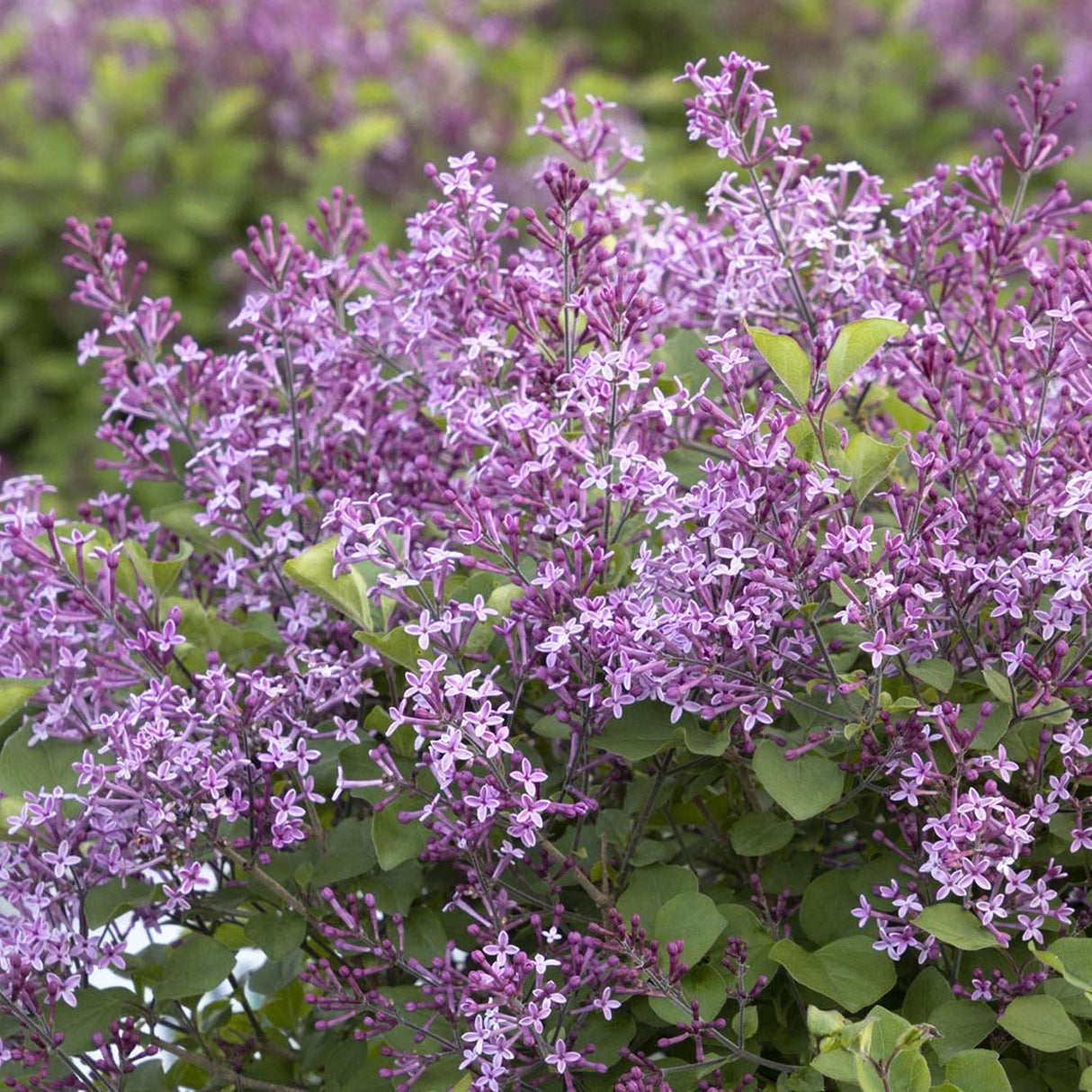 Liliac mov-inchis Bloomerang Dark Purple, cu inflorire repetata (Syringa)