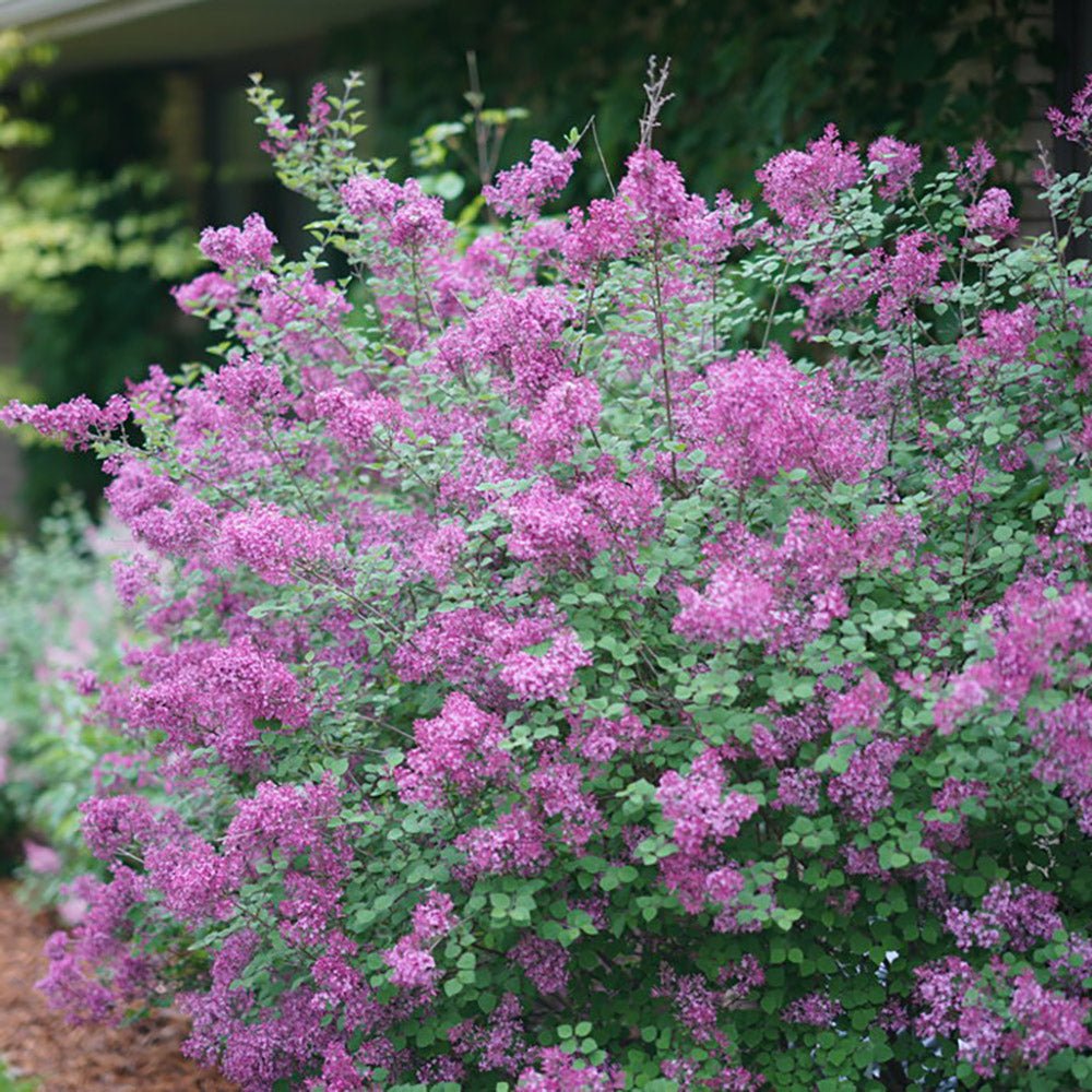 Liliac mov-inchis Bloomerang Dark Purple, cu inflorire repetata (Syringa)