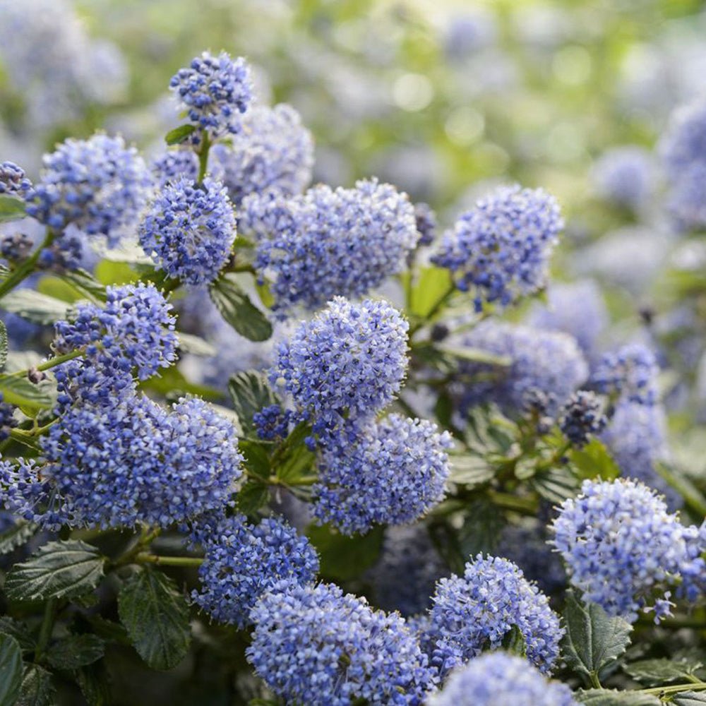 Liliac albastru californian vesnic verde (Ceanothus Thyrsiflorus Repens)
