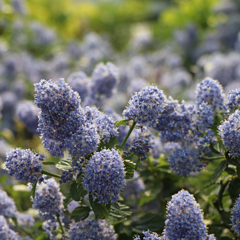 Liliac albastru californian vesnic verde (Ceanothus Thyrsiflorus Repens)
