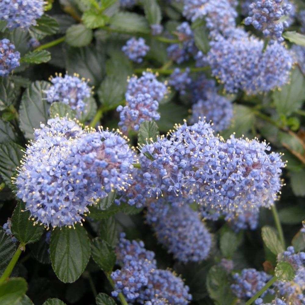 Liliac albastru californian vesnic verde (Ceanothus Thyrsiflorus Repens)