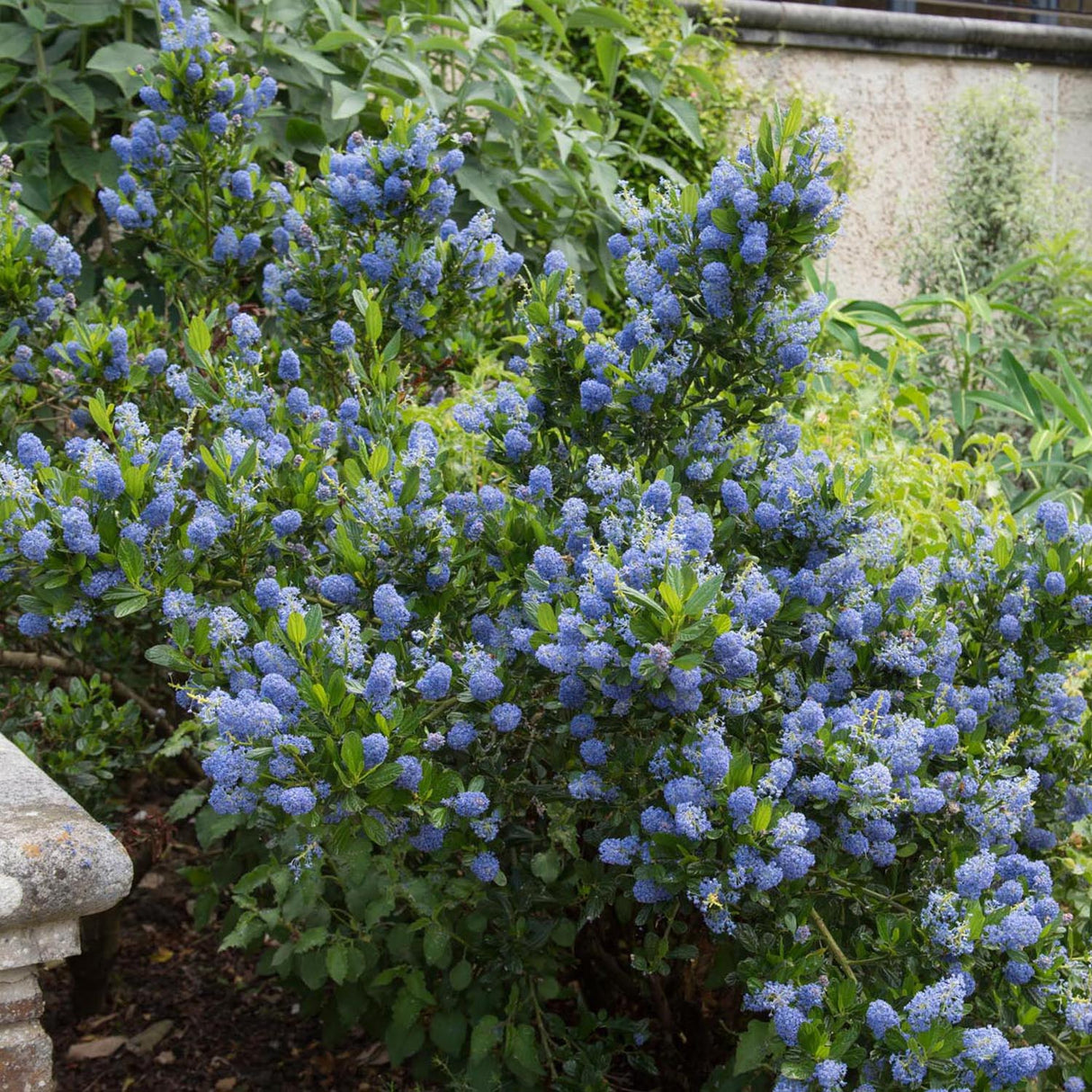 Liliac albastru californian vesnic verde Santa Barbara Victoria (Ceanothus Impressus)