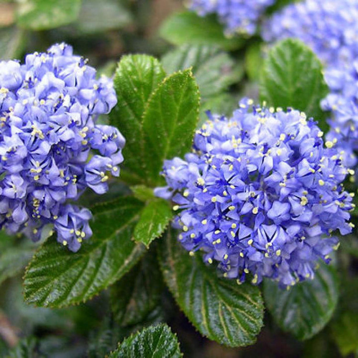 Liliac albastru californian vesnic verde Santa Barbara Victoria (Ceanothus Impressus)