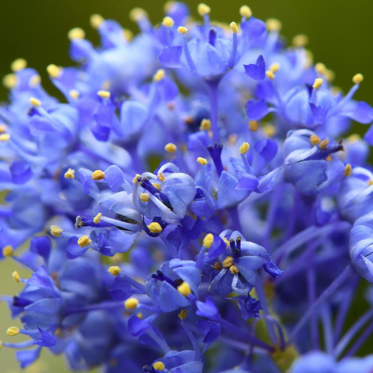 Liliac albastru californian vesnic verde Santa Barbara Victoria (Ceanothus Impressus)