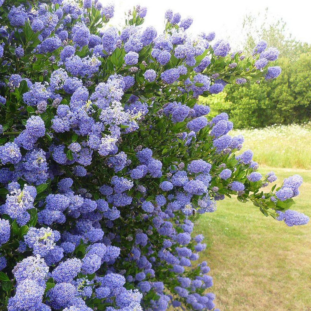 Liliac albastru californian vesnic verde Victoria (Ceanothus Impressus)