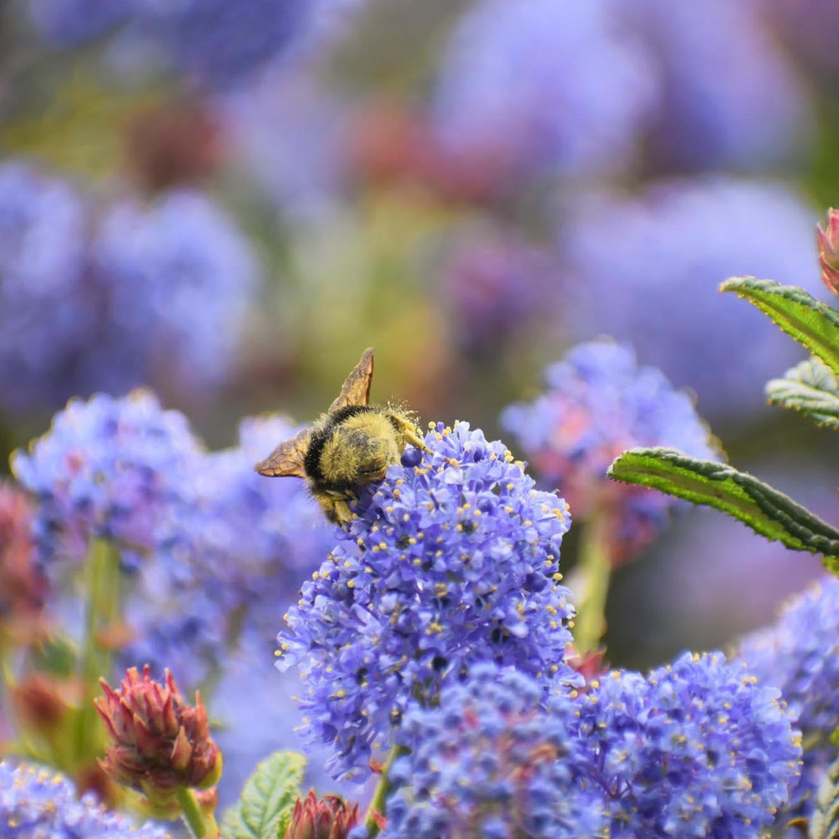 Liliac albastru californian vesnic verde Victoria (Ceanothus Impressus)