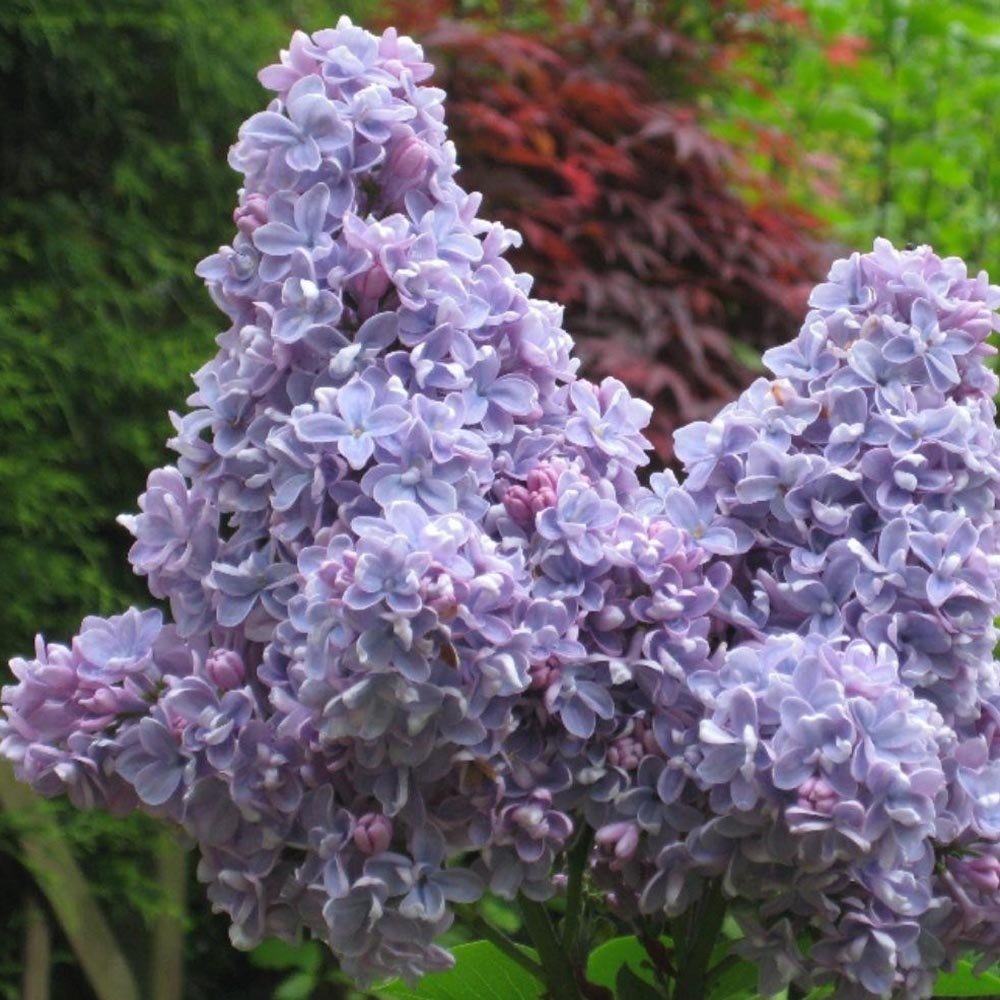 Liliac albastru-violet Carpe Diem (Syringa)