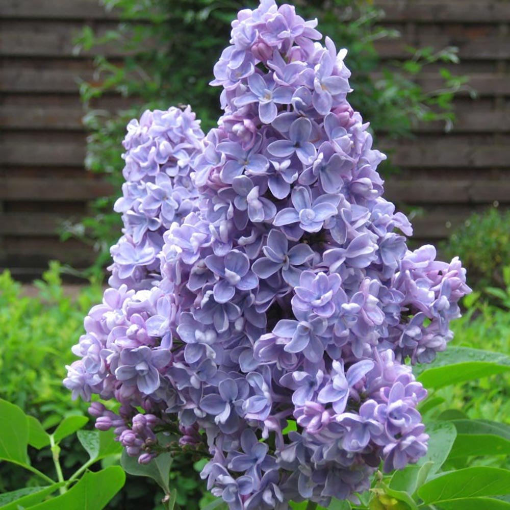Liliac albastru-violet Carpe Diem (Syringa)