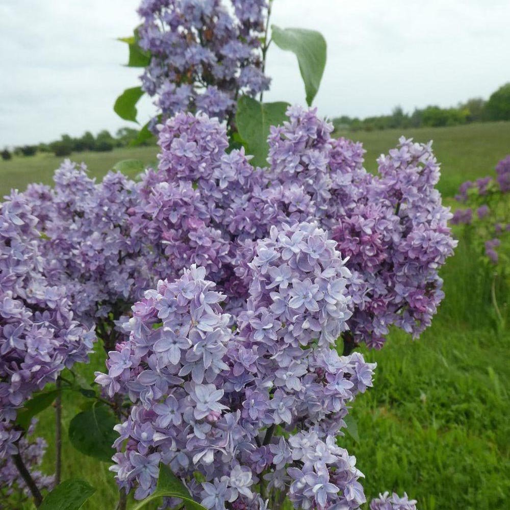 Liliac albastru-violet Carpe Diem (Syringa)
