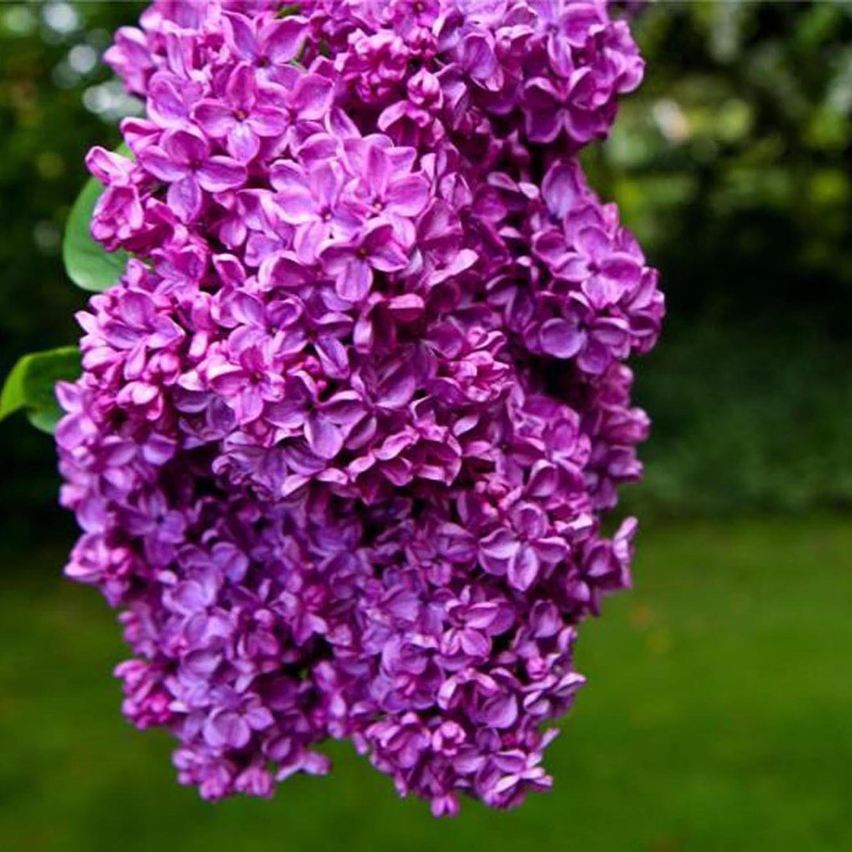 Liliac rosu-purpuriu Charles Joly (Syringa)