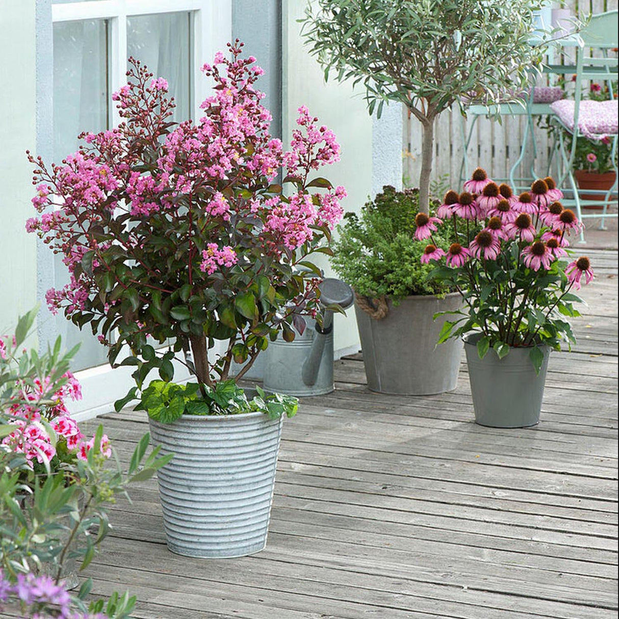 Liliac Indian Copac Rhapsody in Pink, cu flori roz