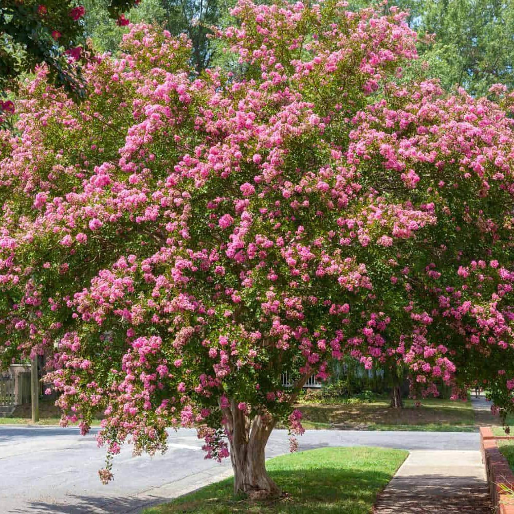 Liliac Indian Copac Rhapsody in Pink, cu flori roz