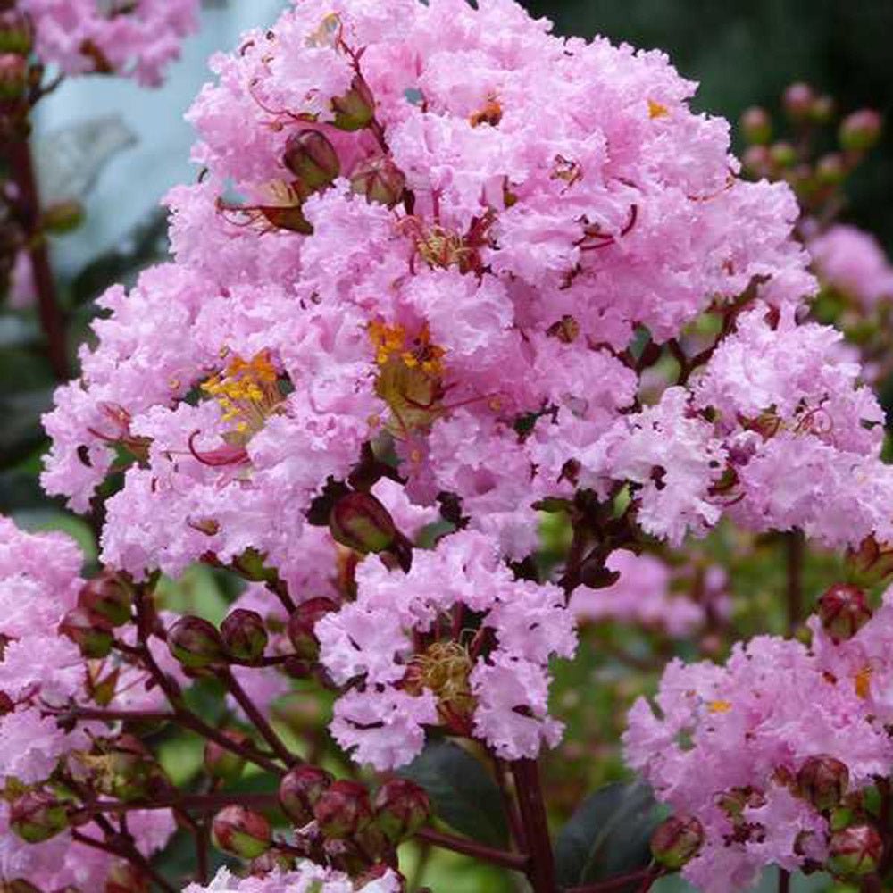 Liliac Indian Copac Rhapsody in Pink, cu flori roz