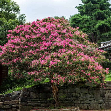 Liliac copac Indian Rhapsody In Pink - Tip Copac - VERDENA-Tulpina de 80 cm, livrat in ghiveci de 7.5 l