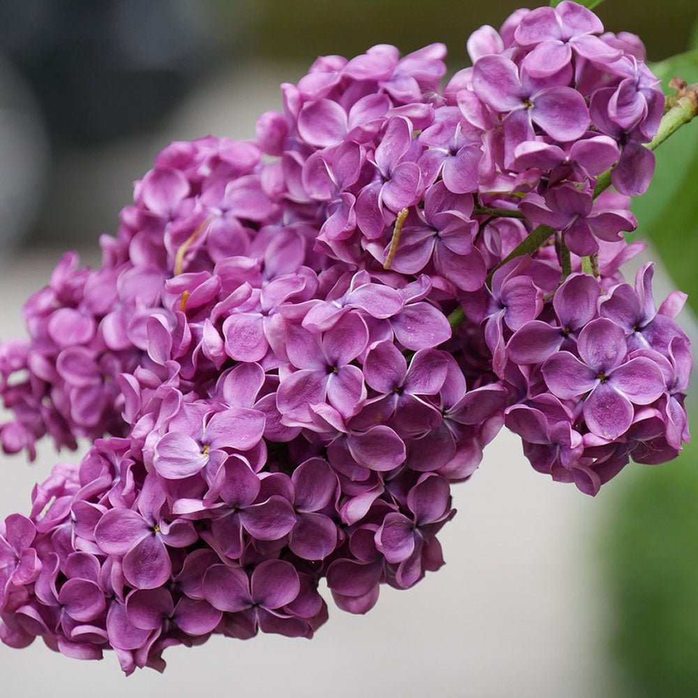 Liliac (Syringa) Copac Charles Joly, cu Flori mov-inchis