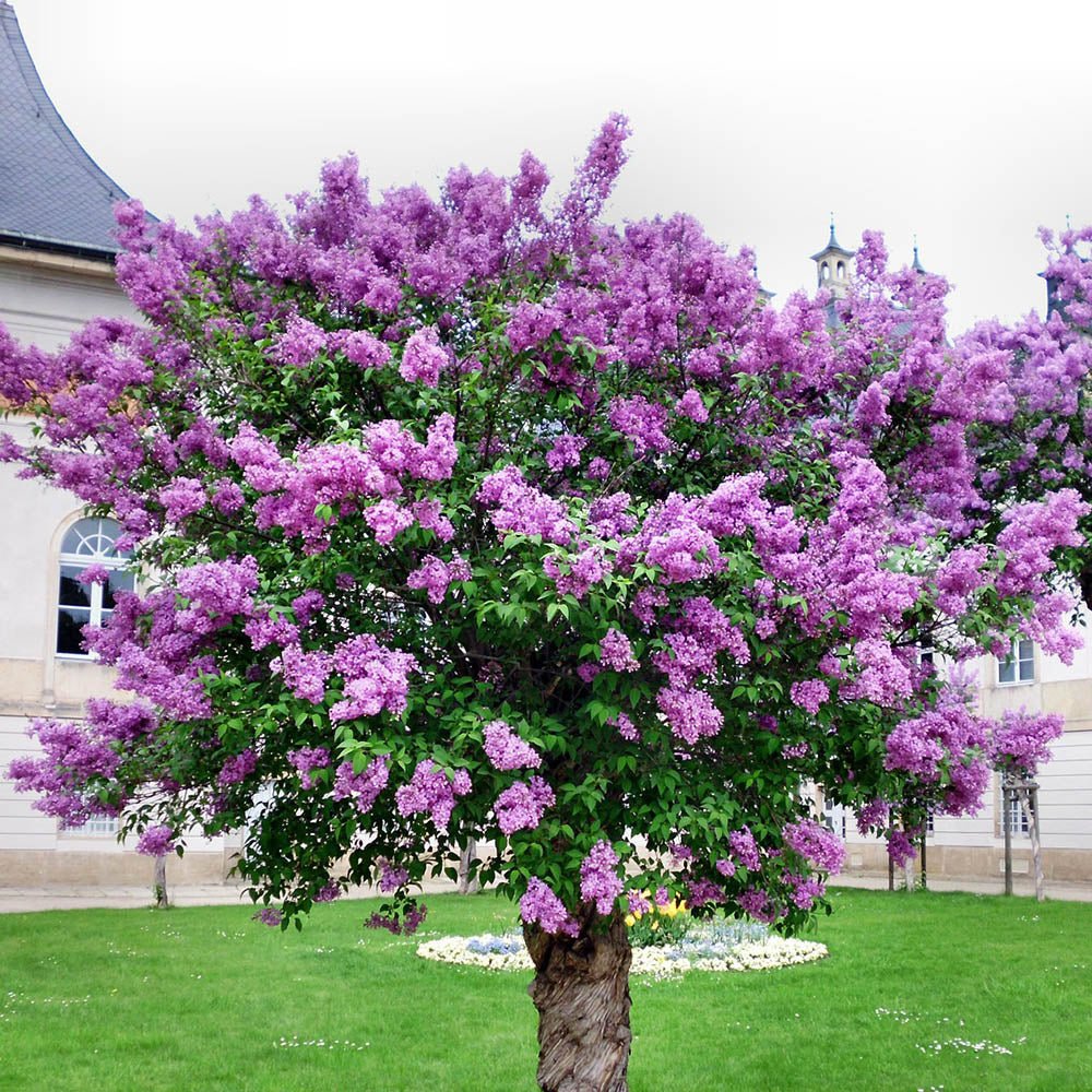 Liliac (Syringa) Copac Charles Joly, cu Flori mov-inchis