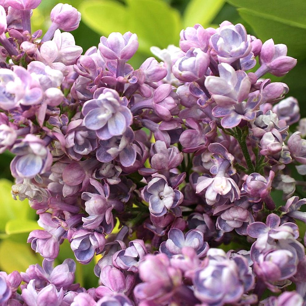 Liliac (Syringa) Copac Katherine Havemeyer, cu Flori roz-violet