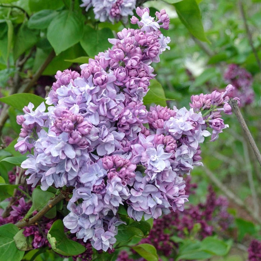 Liliac (Syringa) Copac Katherine Havemeyer, cu Flori roz-violet