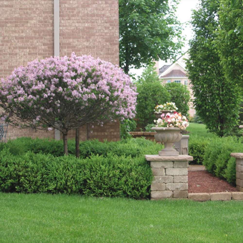 Liliac (Syringa) Copac Belle de Nancy, cu flori roz-pal-violet foarte parfumate