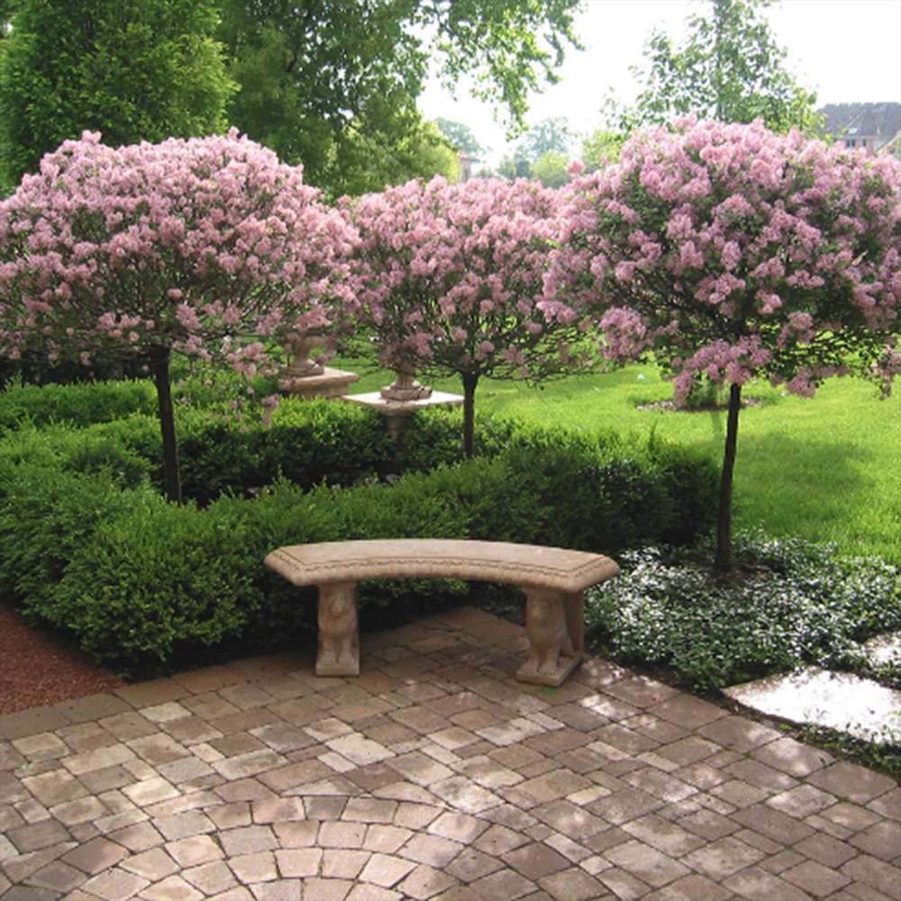 Liliac (Syringa) Copac Belle de Nancy, cu flori roz-pal-violet foarte parfumate