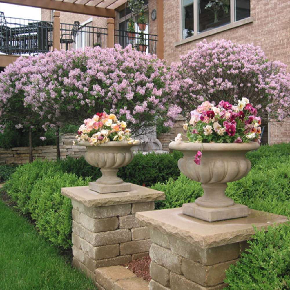 Liliac (Syringa) Copac Belle de Nancy, cu flori roz-pal-violet foarte parfumate