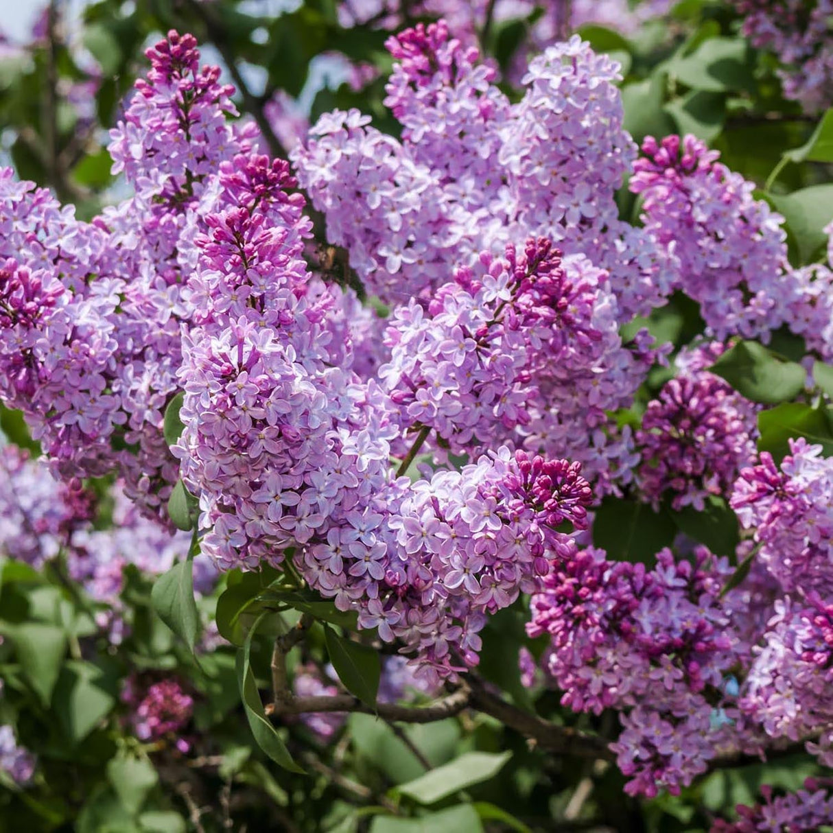 Liliac (Syringa) Copac Belle de Nancy, cu flori roz-pal-violet foarte parfumate