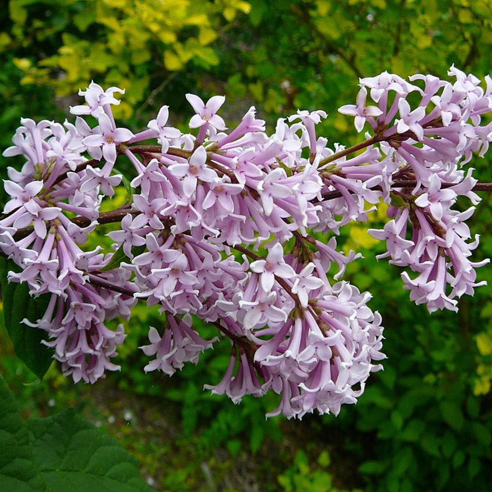 Liliac (Syringa) Copac Josikaea, cu Flori violet-inchis