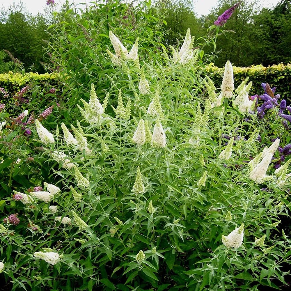 Liliac de vara alb Buzz Ivory (Buddleja)